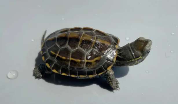 Picture of the difference between grass turtle and stone turtle