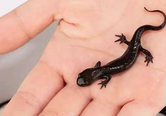 Pet Salamander Breeds
