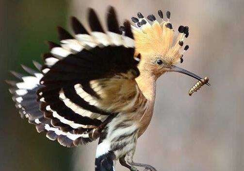 Why the hoopoe bird can cure mental illness