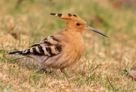 Little hoopoe bird call