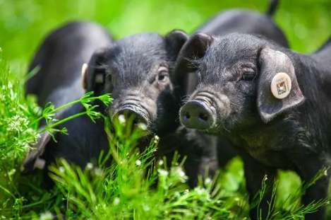 What kind of pig is Nanyang black pig?