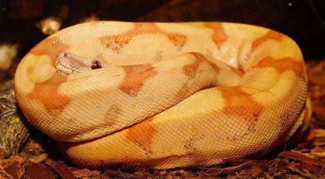 How much does a golden python cost?