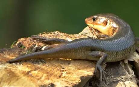 What is a yellow-striped skink? Is it easy to raise?