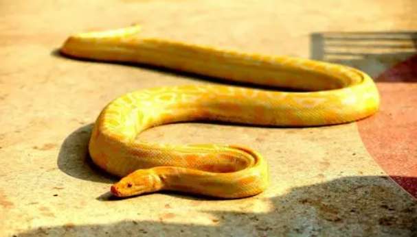 How much does a 2-meter golden python cost?