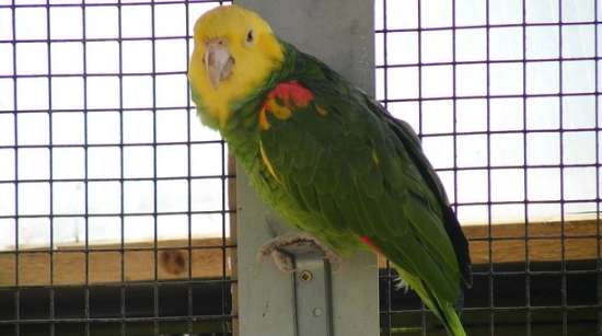 Ranking list of noisy parrots