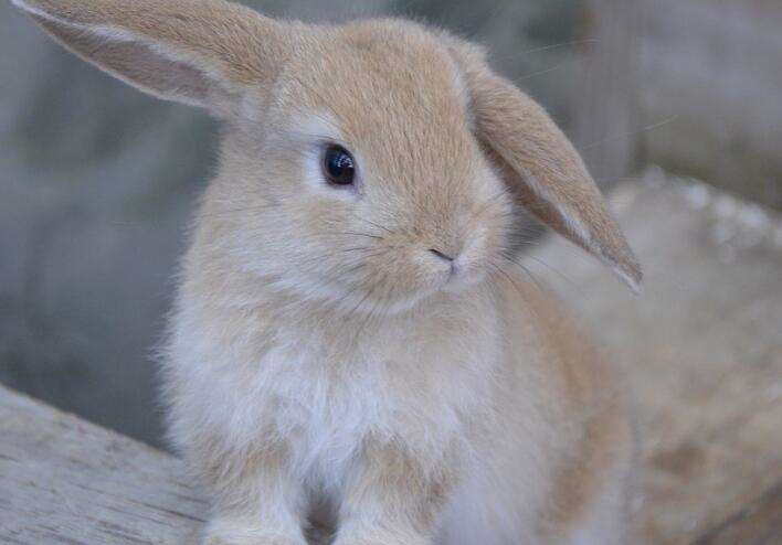 What kind of rabbit is platinum rabbit? Pictures