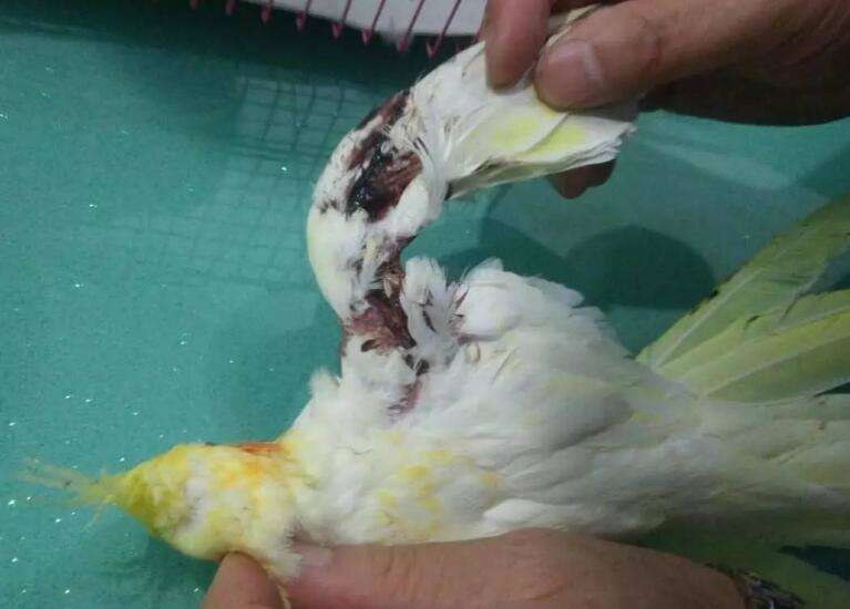 Pictures of parrots getting salmonella in their feces