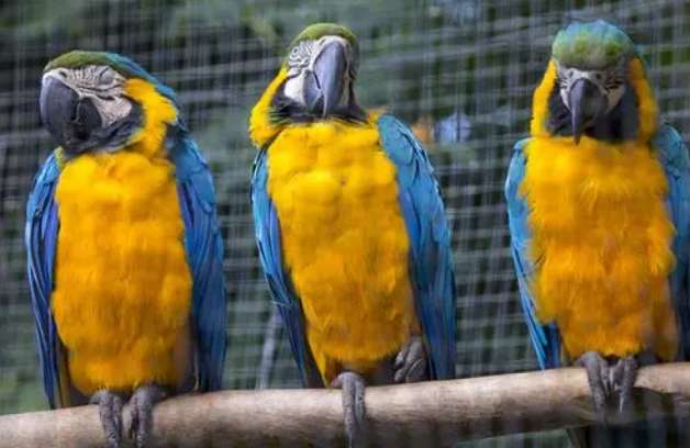 Blue and Gold Are the macaws open?