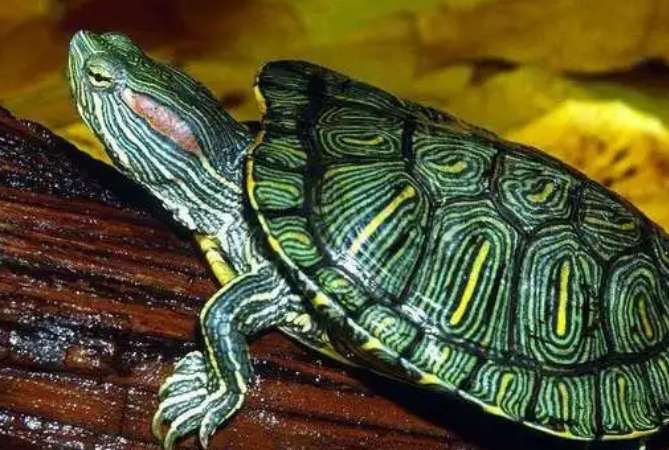 Grande Brazilian turtle pictures