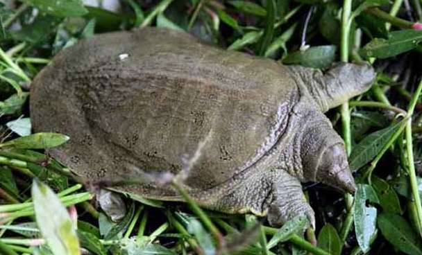 The Most Expensive Turtles Top Ten Rankings