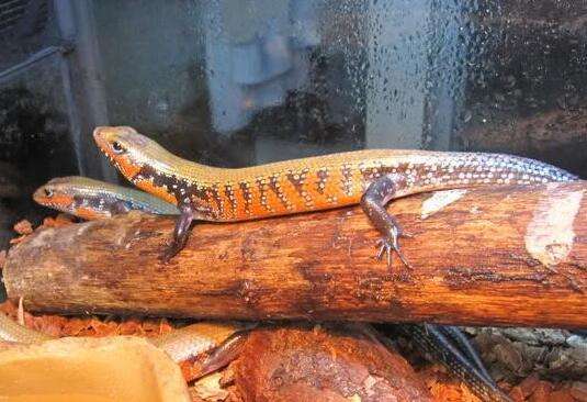 Fire skink motionless