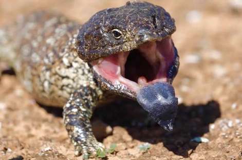 Are there any breeding records of pinecone lizards in China?