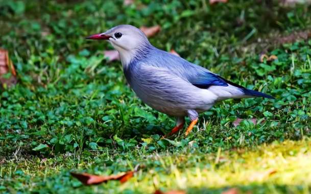 Raising Is a mercerized starling illegal?