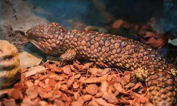 Pinecone Lizard Price Zhihu