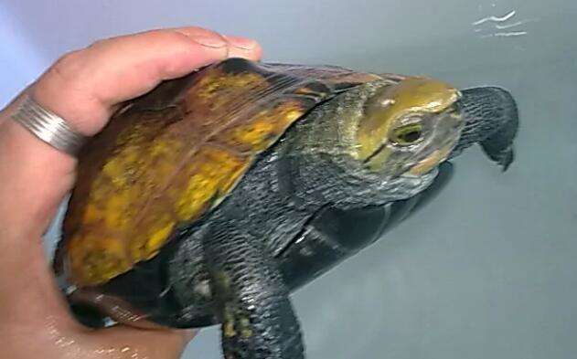 Japanese Stone Turtle Pictures and Videos