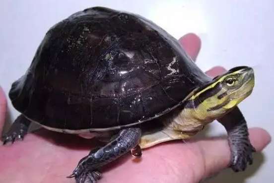 How many years will it take to raise an Anbu closed-shell turtle?