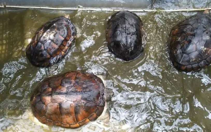 Raising stones How many people have turtles killed?