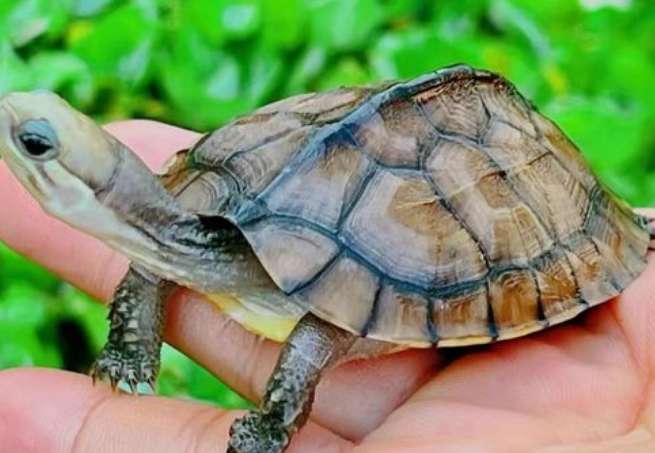 Pictures of how much does a hatchling of Southern Stone Turtle cost