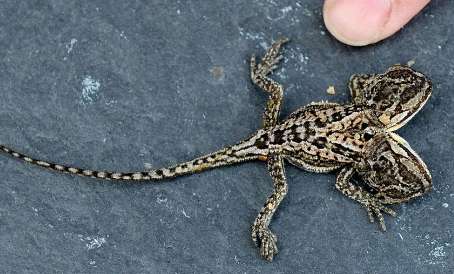 Differences between two-headed lizards pictures