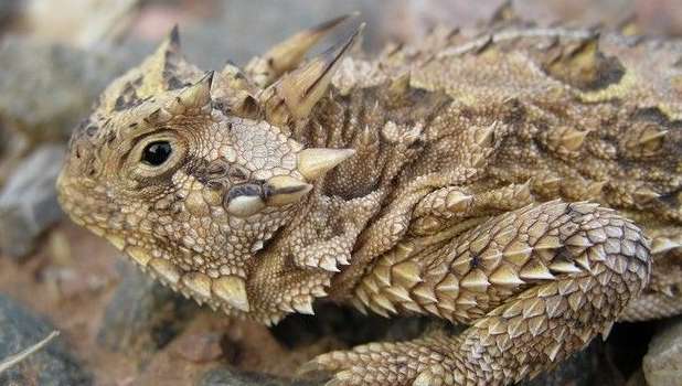 How much does a desert horned lizard cost?