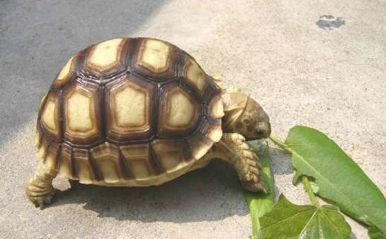 Sulcata Stone Symptoms