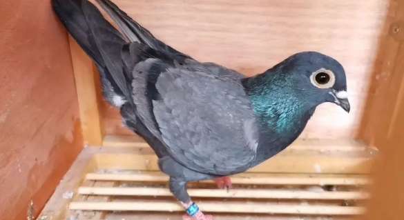 Pictures of purebred iron bull pigeons