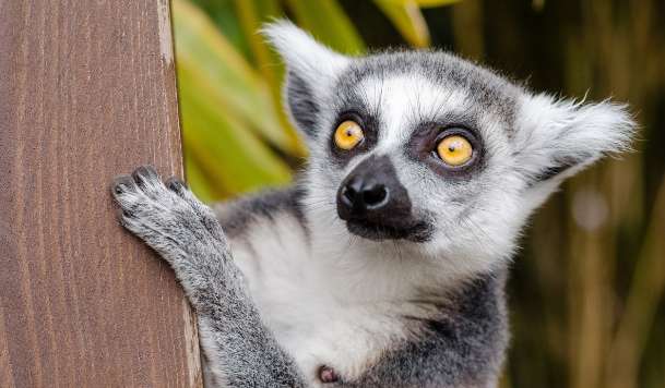 What kind of animal is a lemur? Pictures
