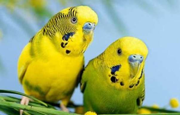 In 2023, the country allows individuals to keep parrots