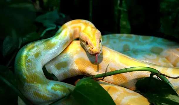 The Difference Between Albino Ball Pythons and Golden Pythons