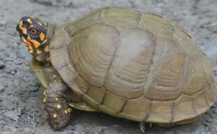 Differences between Flowered Three-toed Box Turtle and Plain Three-toed Box Turtle