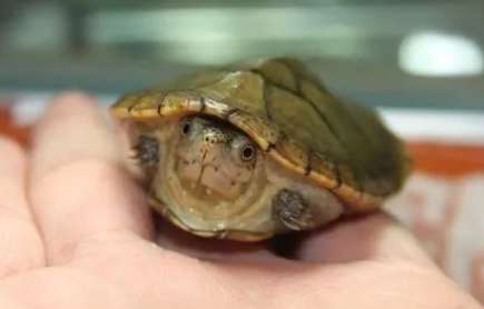 Harrera Mud Turtle Distinguish between Harela mud turtles and hairy-footed turtles