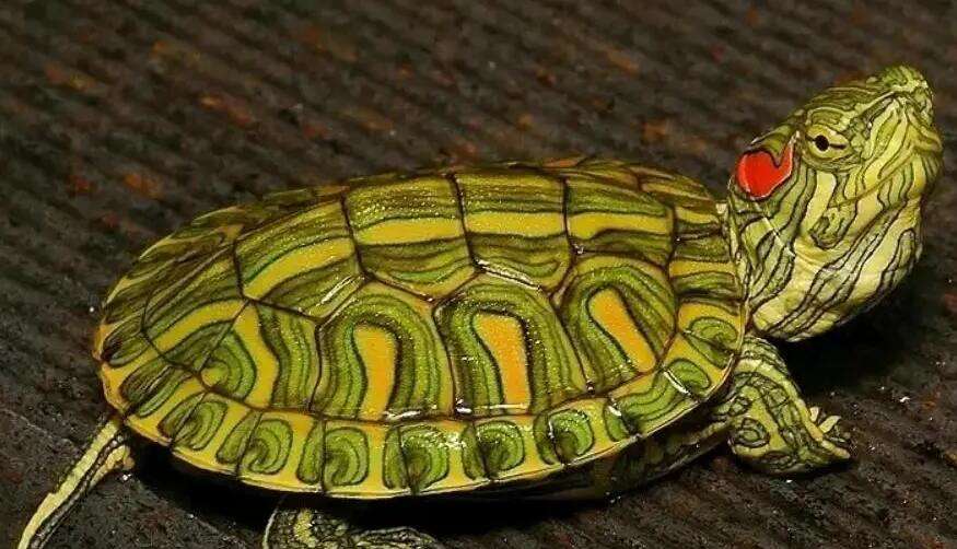 Grand Colored Turtle Baidu Encyclopedia