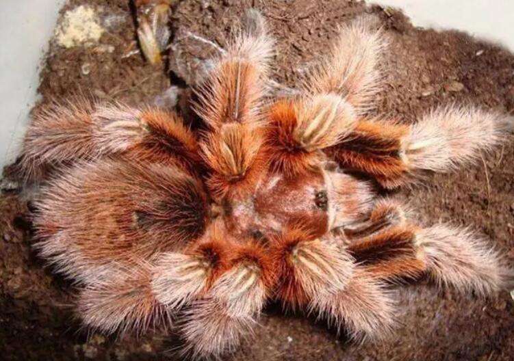 Chilean Fire Rose Spider Lifespan Profile Picture