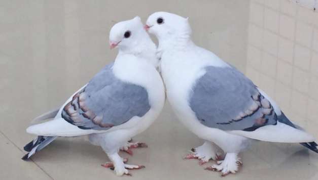 Pictures of hybrid offspring of lady pigeons