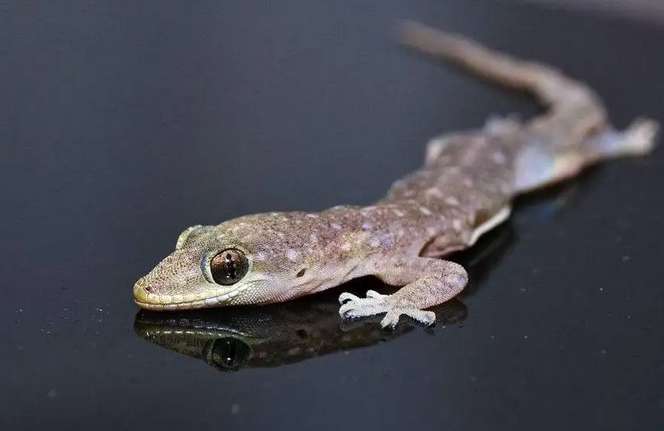 Gecko is a special drug for tumors