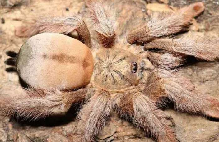 Panamanian golden tarantula poisonous pictures