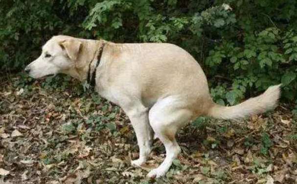  Picture of a dog pulling out long white strips