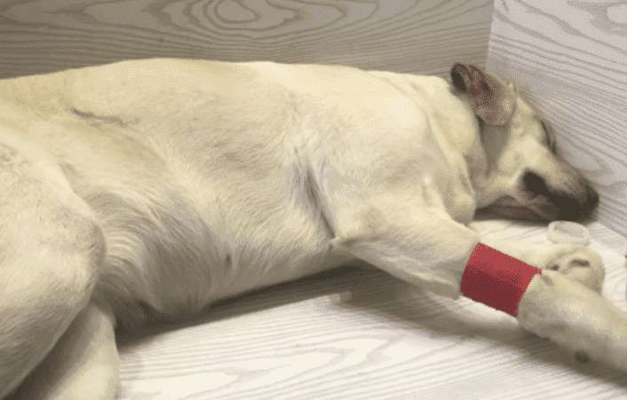 Dog pancreatitis posture pictures