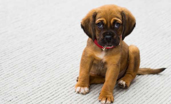 Picture of dog pooping out white intestines