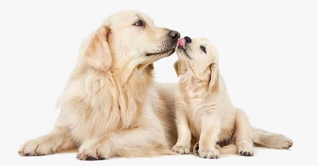 Mother dog barking for puppies