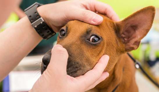 Illustration of dog eye structure