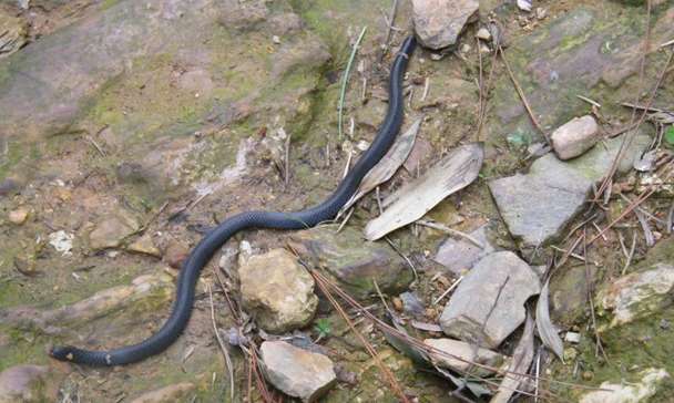 Release of venomous snakes is punishable by death