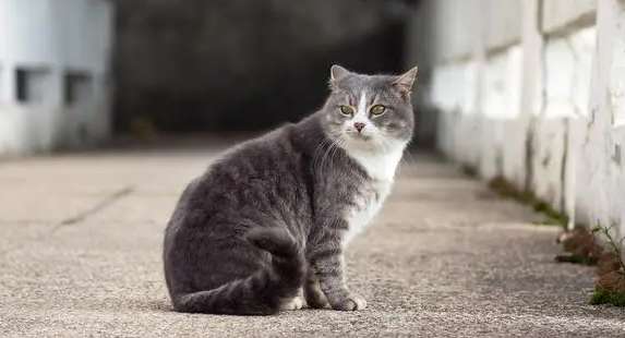 Difference diagram of male cat sitting posture