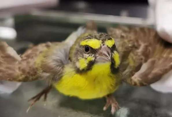 Golden bluebird breeding technology video