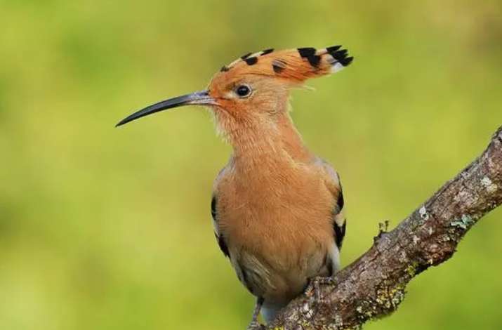 Mountain monk bird scientific name pictures