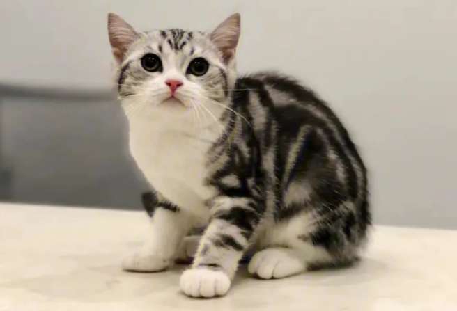 American Picture of crossbreeding between Shorthair and British Shorthair blue cats