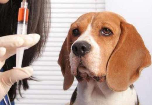 Seven-day self-test for rabies