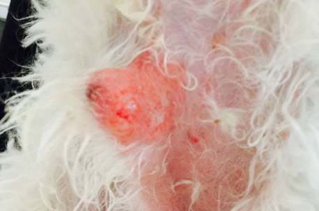 What medicine should I use if my dog’s chicken is red, swollen and suppurating?