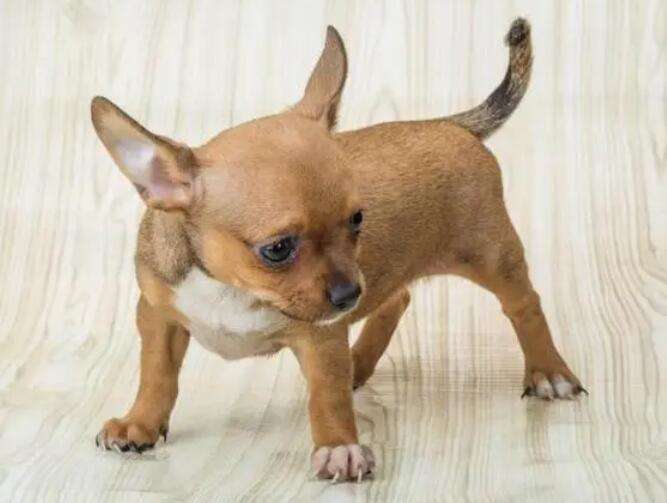 Small dog breeds picture ranking