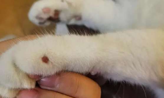 Pictures of cat warts